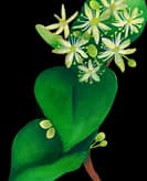 Linden Tree Montessori School